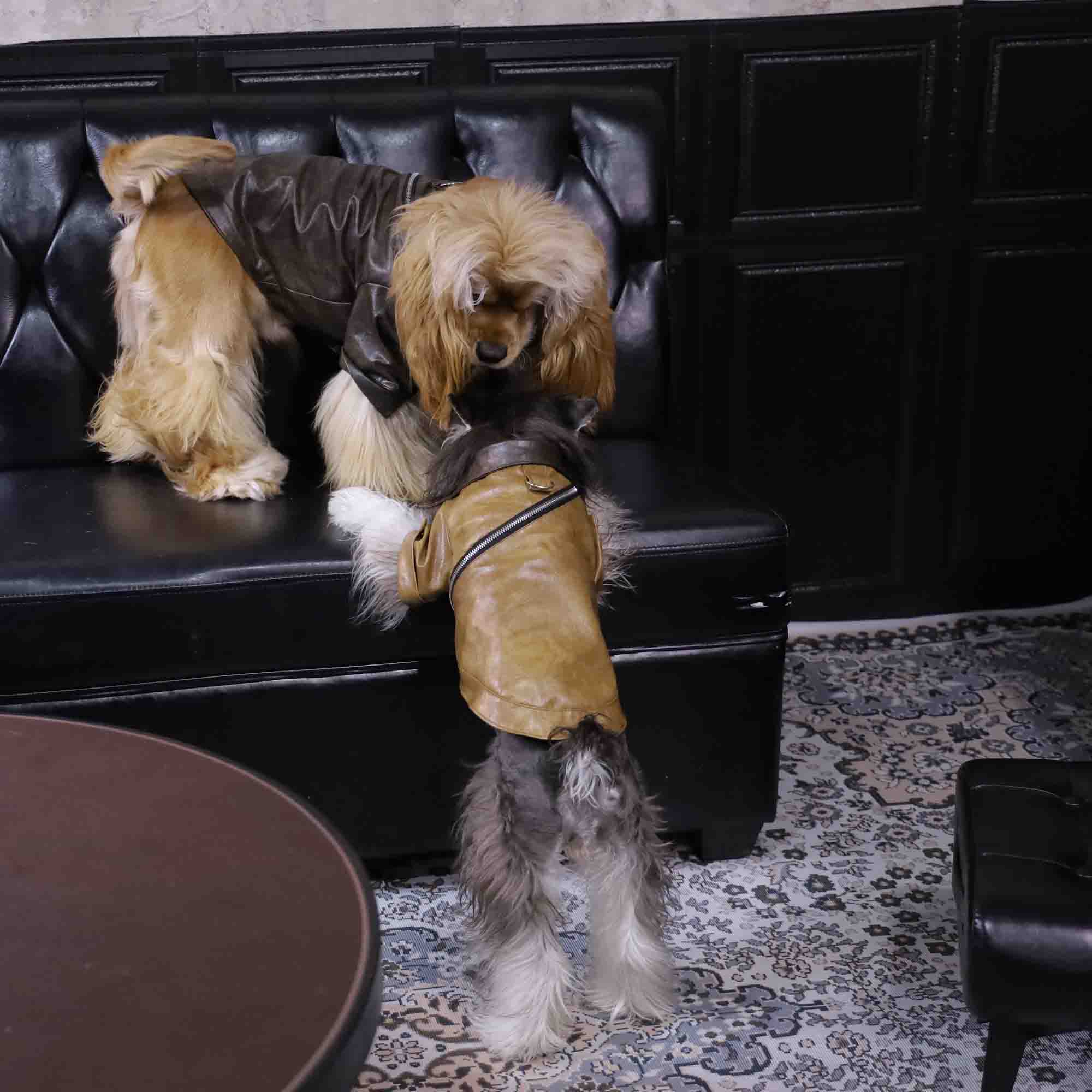 PawsCube - ๐พ Luxury Custom Leather Jackets for Dogs and Cats | Waterproof Pet Fashion Clothing